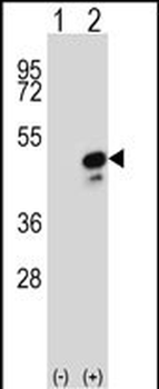 COPS3 Antibody (Center)