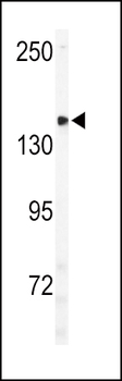 ULK2 Antibody (C-term)