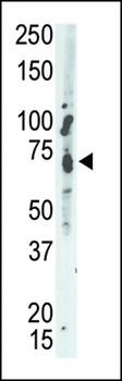 MEG2 Antibody (C-term)