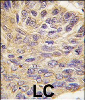 MEG2 Antibody (C-term)
