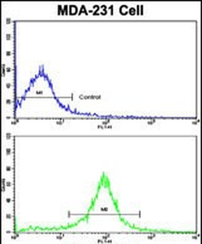 ACTN1 Antibody (N-term)