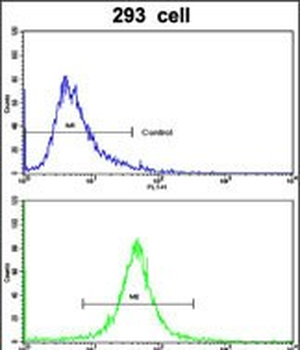 ABCC5 Antibody (Center)
