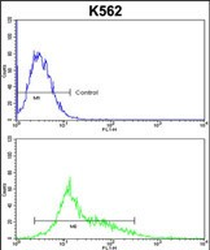 PARD3 Antibody (C-term)