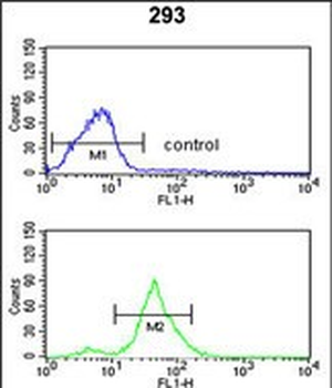 TSPAN12 Antibody (C-term)