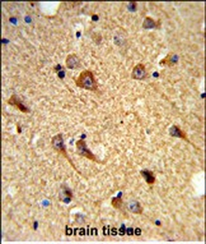 CNTNAP2 Antibody (Center)