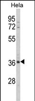 MDFIC Antibody (N-term)
