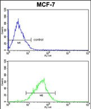 MDFIC Antibody (N-term)