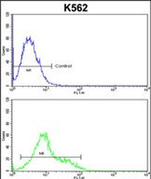 SORCS1 Antibody (N-term)