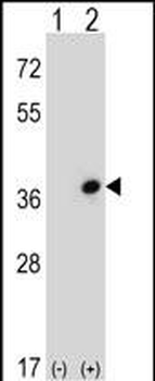 CDC42EP3 Antibody (N-term)