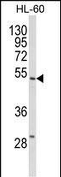 SELENBP1 Antibody (C-term)