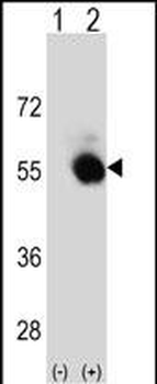 SELENBP1 Antibody (C-term)