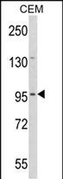 DZIP1 Antibody (Center)
