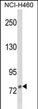 DGCR8 Antibody (Center)