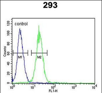 KCNQ1 Antibody (Center)