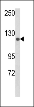 CLASP2 Antibody (Y1019)