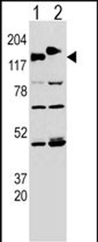 CLASP2 Antibody (Y1019)