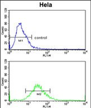 CLASP2 Antibody (Y1019)