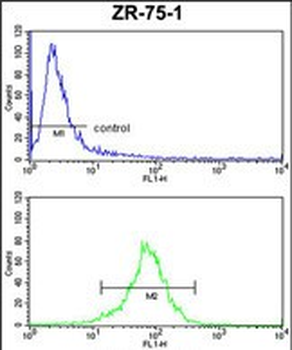 CHIA Antibody (N-term)