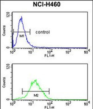 CCNB1IP1 Antibody (C-term)