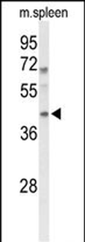 MAFA Antibody (Center)