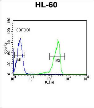 CAPN3 Antibody (C-term)