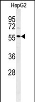 POLL Antibody (C-term)