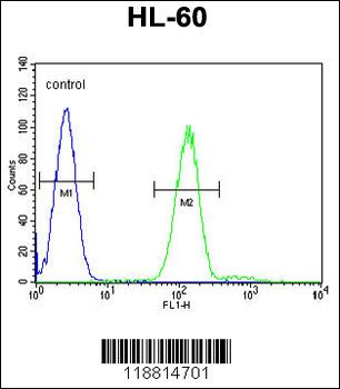 Myeloperoxidase Antibody (N-term)
