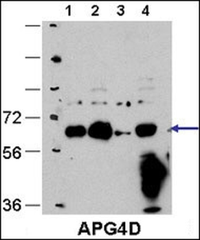 ATG4D Antibody (C-term)