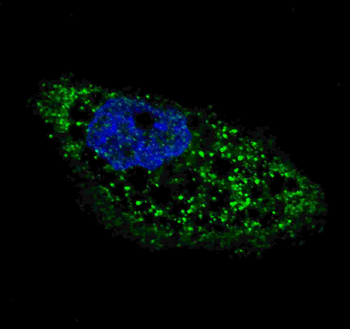 ATG4D Antibody (C-term)