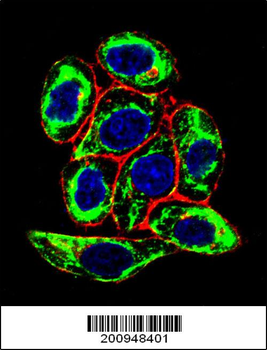 PAX6 Antibody (Ascites)