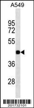GJC2 Antibody (N-term)(Ascites)