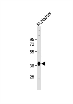 STRA8 Antibody