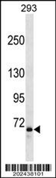 FOXP2 Antibody (Ascites)