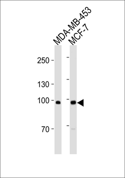 ACE2 (SARS Receptor) Antibody (Center)(Ascites)
