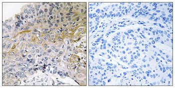 p130 Cas Antibody (Ab-410)
