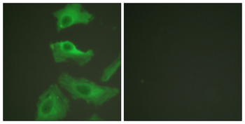HSP90B Antibody (Ab-254)