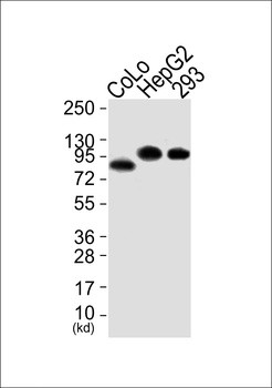 HSP90B Antibody (Ab-254)