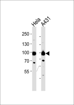 HSP90B Antibody (Ab-254)