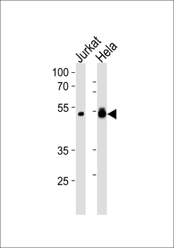 KAP0 Antibody