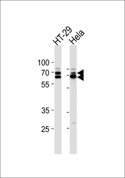 hnRNP Q Antibody