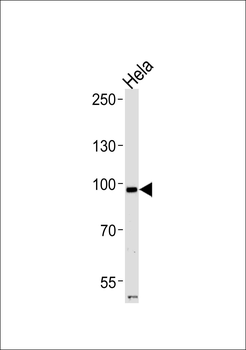 ADD1 (Ab-726) Antibody