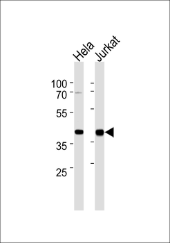 MAPK3 Antibody