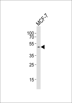 FOLR1 Antibody