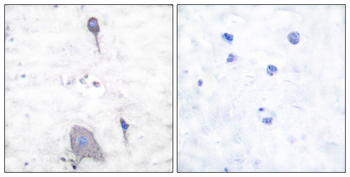 Sirp α1 Antibody