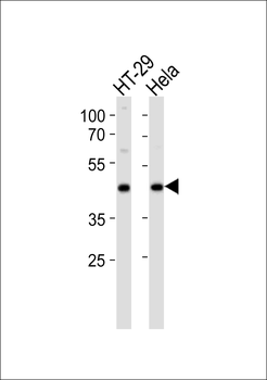 JAB1 Antibody