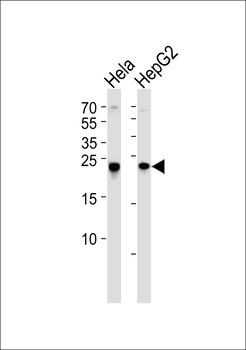 MRRF Antibody