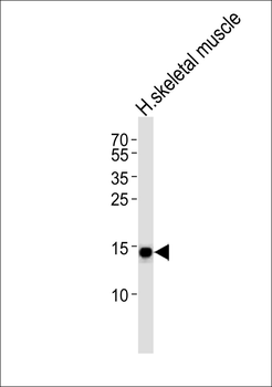 COX42 Antibody