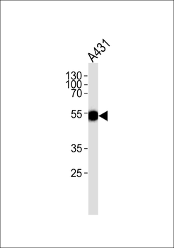 Keratin 15 Antibody
