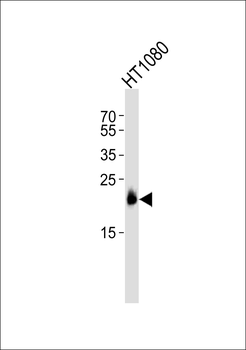 TIMP2 Antibody
