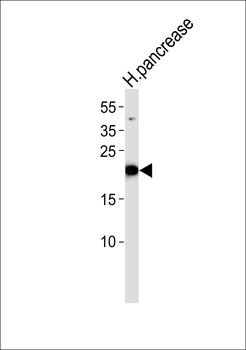 ATP5G2 Antibody